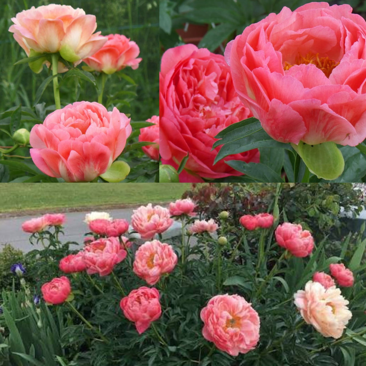 Paeonia 'Coral Sunset' – värvi muutev pooltopelt hübriidpojengi juur (ettetellimine)