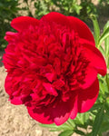 Paeonia 'Diana Parks' – Vivid Carmine-Red Double Peony Root (Pre-order)