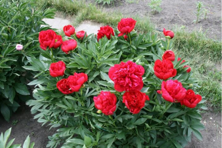 Paeonia 'Diana Parks' – Vivid Carmine-Red Double Peony Root (Pre-order)