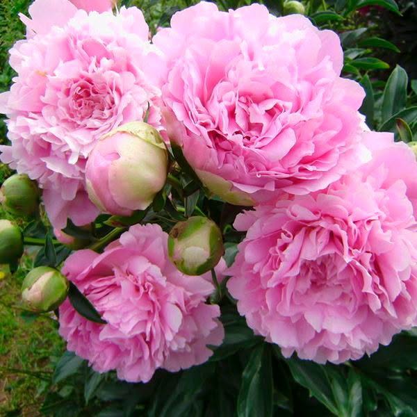 Paeonia 'Dinner Plate' – Hiiglaslik hilise hooaja roosa täidispojengi juur (Eeltellimine)
