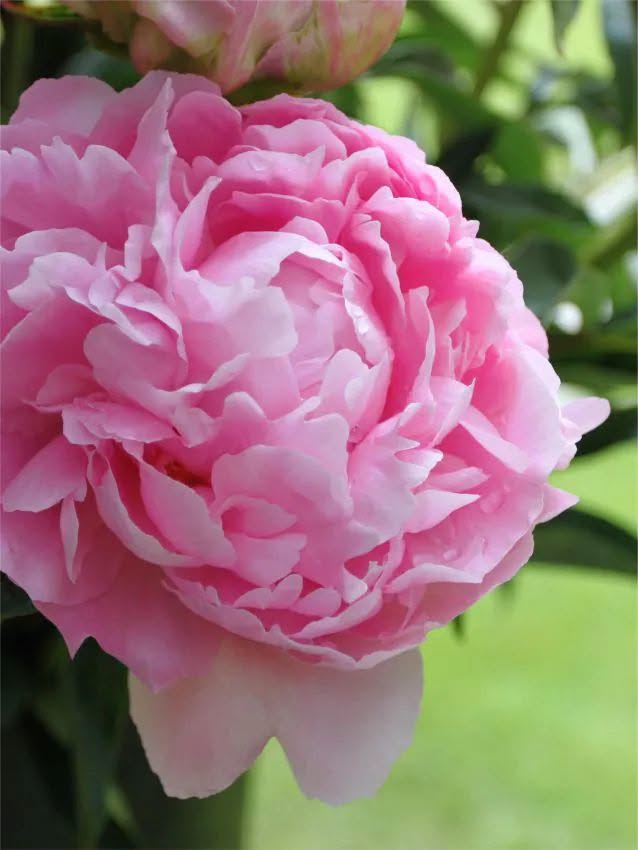 Paeonia 'Dinner Plate' – Hiiglaslik hilise hooaja roosa täidispojengi juur (Eeltellimine)