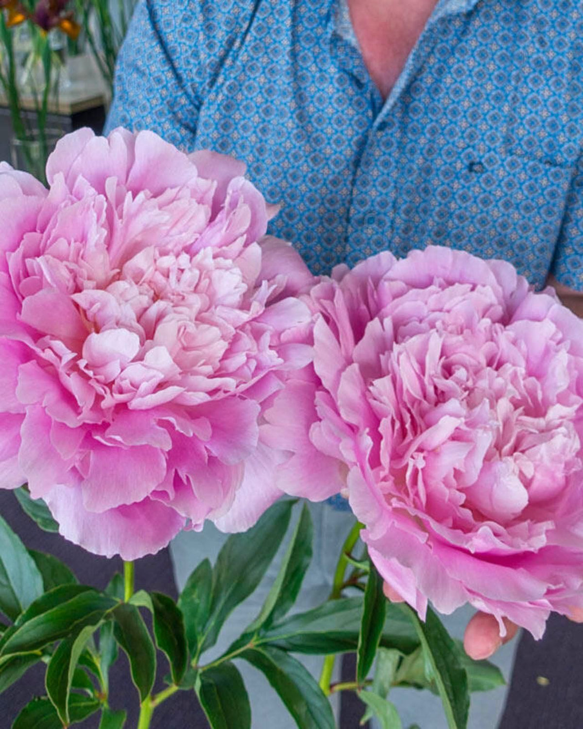Paeonia 'Dinner Plate' – Hiiglaslik hilise hooaja roosa täidispojengi juur (Eeltellimine)