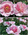 Paeonia 'Do Tell' – jaapani anemoonõielise pojengi juur (ettetellimine)
