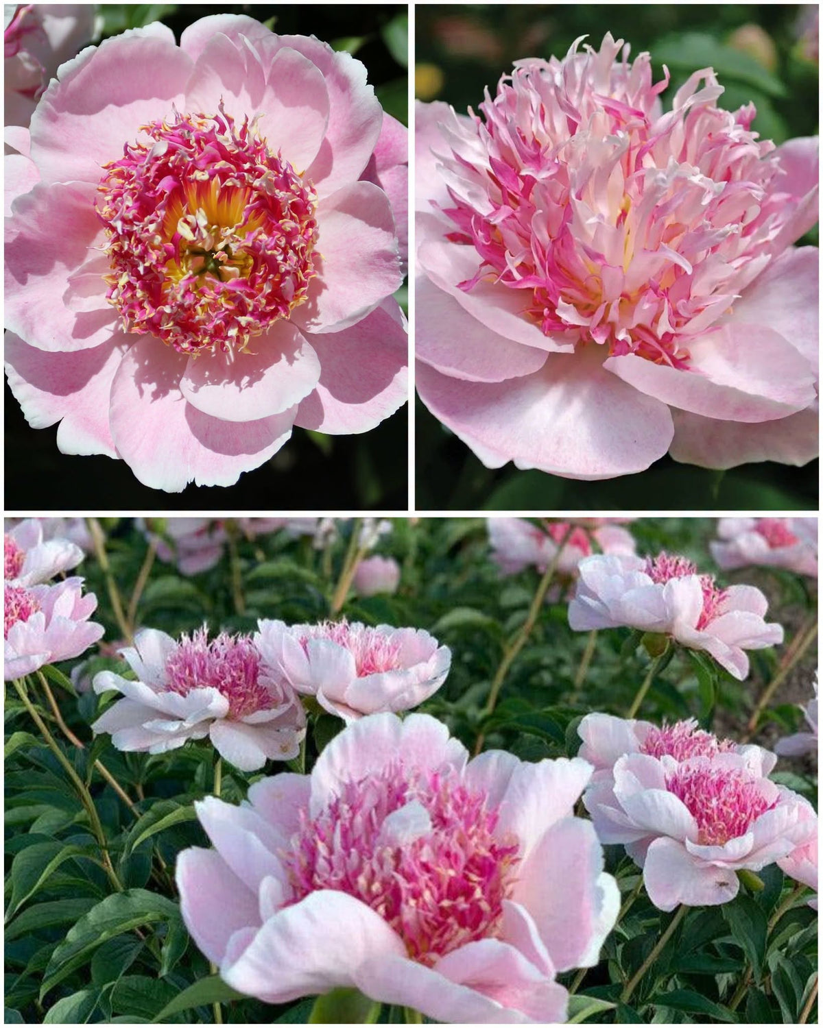 Paeonia 'Do Tell' – jaapani anemoonõielise pojengi juur (ettetellimine)