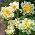 Paeonia 'Green Lotus' – Haruldane laimiroheline täidispojengi juur (Eeltellimine)