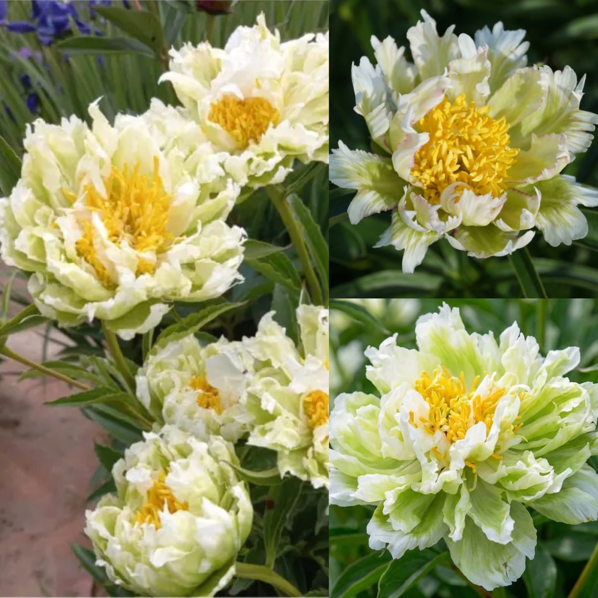 Paeonia 'Green Lotus' – Haruldane laimiroheline täidispojengi juur (Eeltellimine)