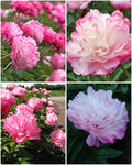 Paeonia 'Joker' – värvi muutev varajane täidisõieline pojengijuur (ettutellimine)