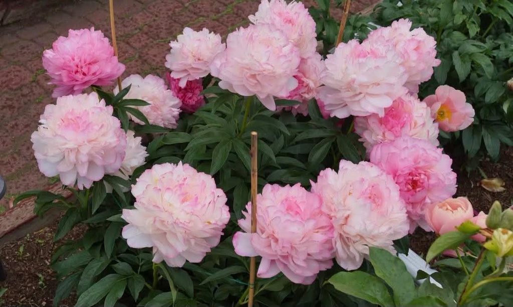Paeonia 'Joker' – värvi muutev varajane täidisõieline pojengijuur (ettutellimine)