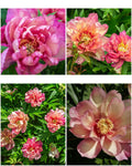 Paeonia Itoh 'Julia Rose' – Colour-Changing Semi-Double Intersectional Peony Root (Pre-order)