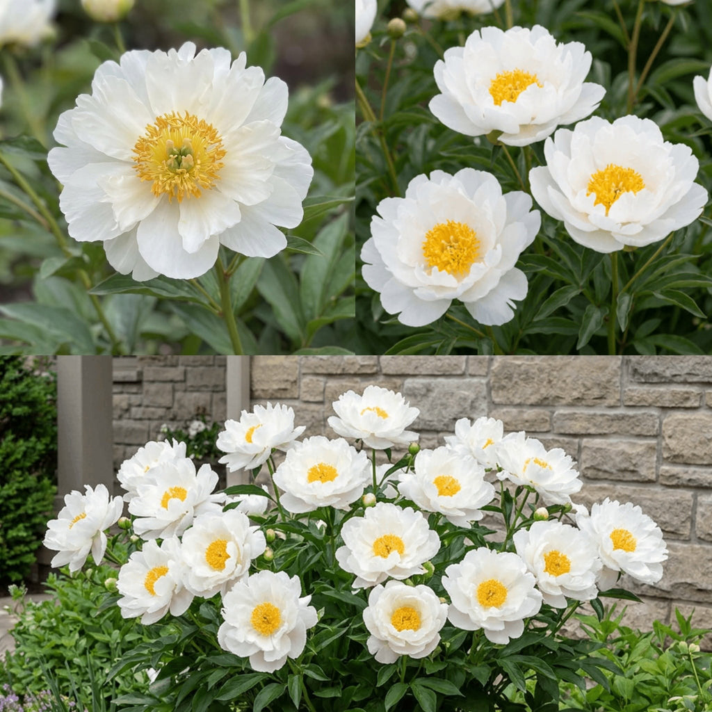 Paeonia "Miss America" – Auhinnatud valge pooltäidisõielise pojengi juur (Ettetellimine)