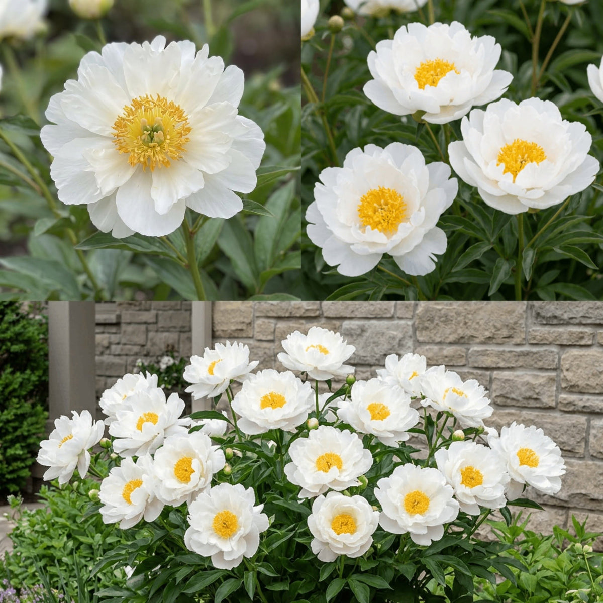 Paeonia "Miss America" – Auhinnatud valge pooltäidisõielise pojengi juur (Ettetellimine)
