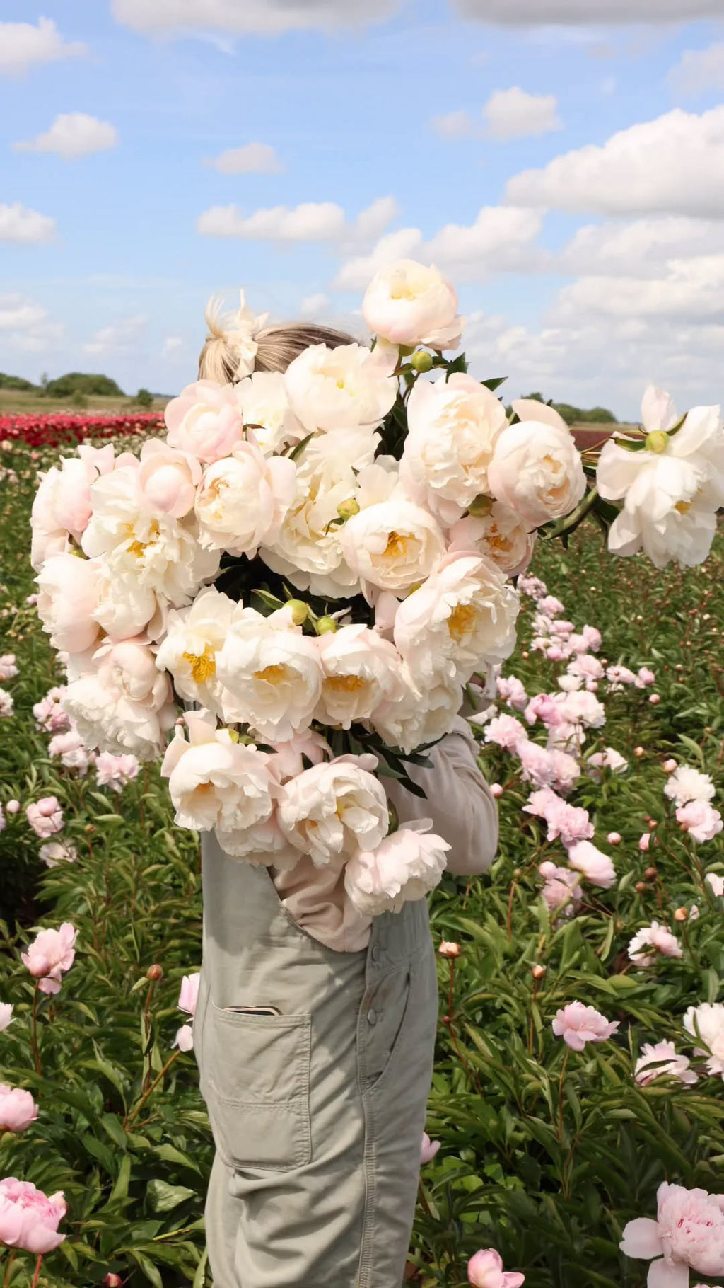 Paeonia "Miss America" – Auhinnatud valge pooltäidisõielise pojengi juur (Ettetellimine)