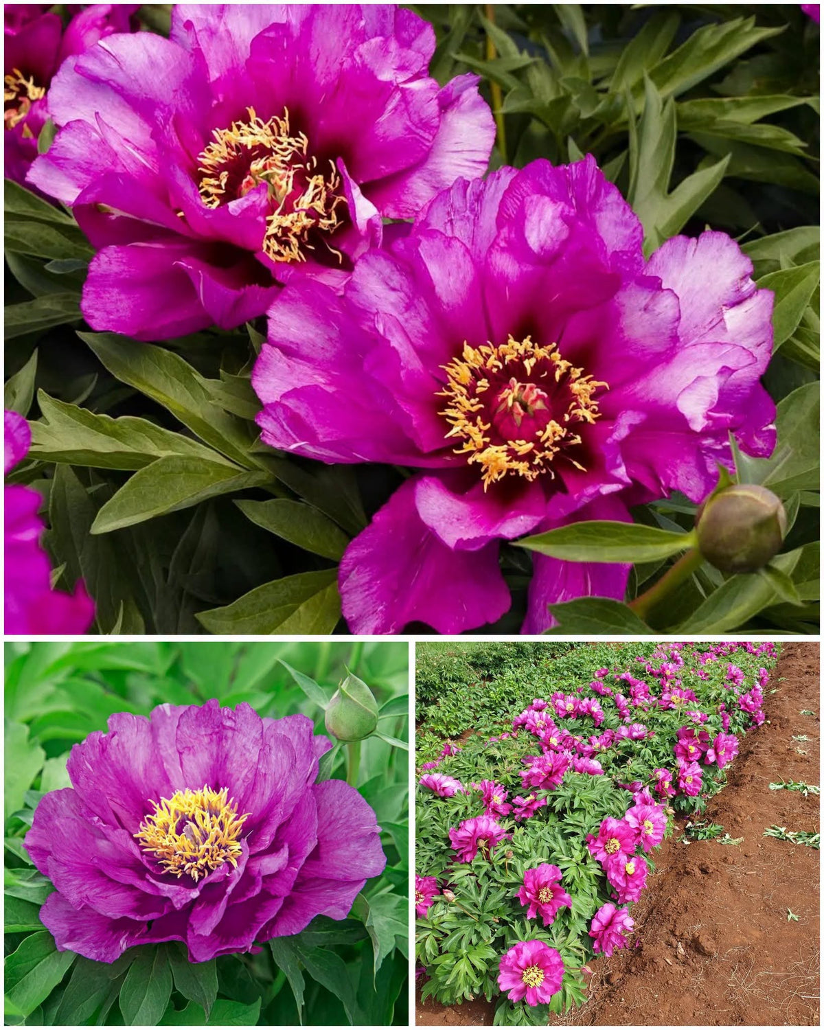 Paeonia Itoh 'Morning Lilac' – haruldane suur sireli-ploomitooni hübriidpojengi juur (ettetellimine)
