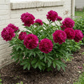 Paeonia 'Paul M. Wild' – Deep Ruby-Red Double Peony Root (Pre-order)