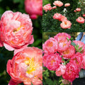 Paeonia 'Pink Hawaiian Coral' – varajane värvi muutev korallpojengi juur (ettetellimine)