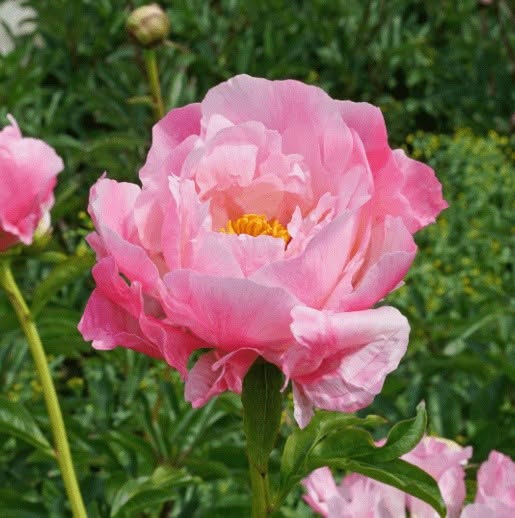 Paeonia 'Pink Choice' – varane romantiline pooltäidispojengi juur (ettetellimine)