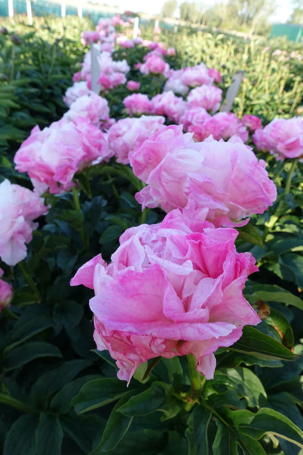 Paeonia 'Pink Choice' – varane romantiline pooltäidispojengi juur (ettetellimine)