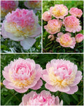 Paeonia 'Raspberry Sundae' – Luksuslik topeltõieline pompoonpojengi juur (Eeltellimine)