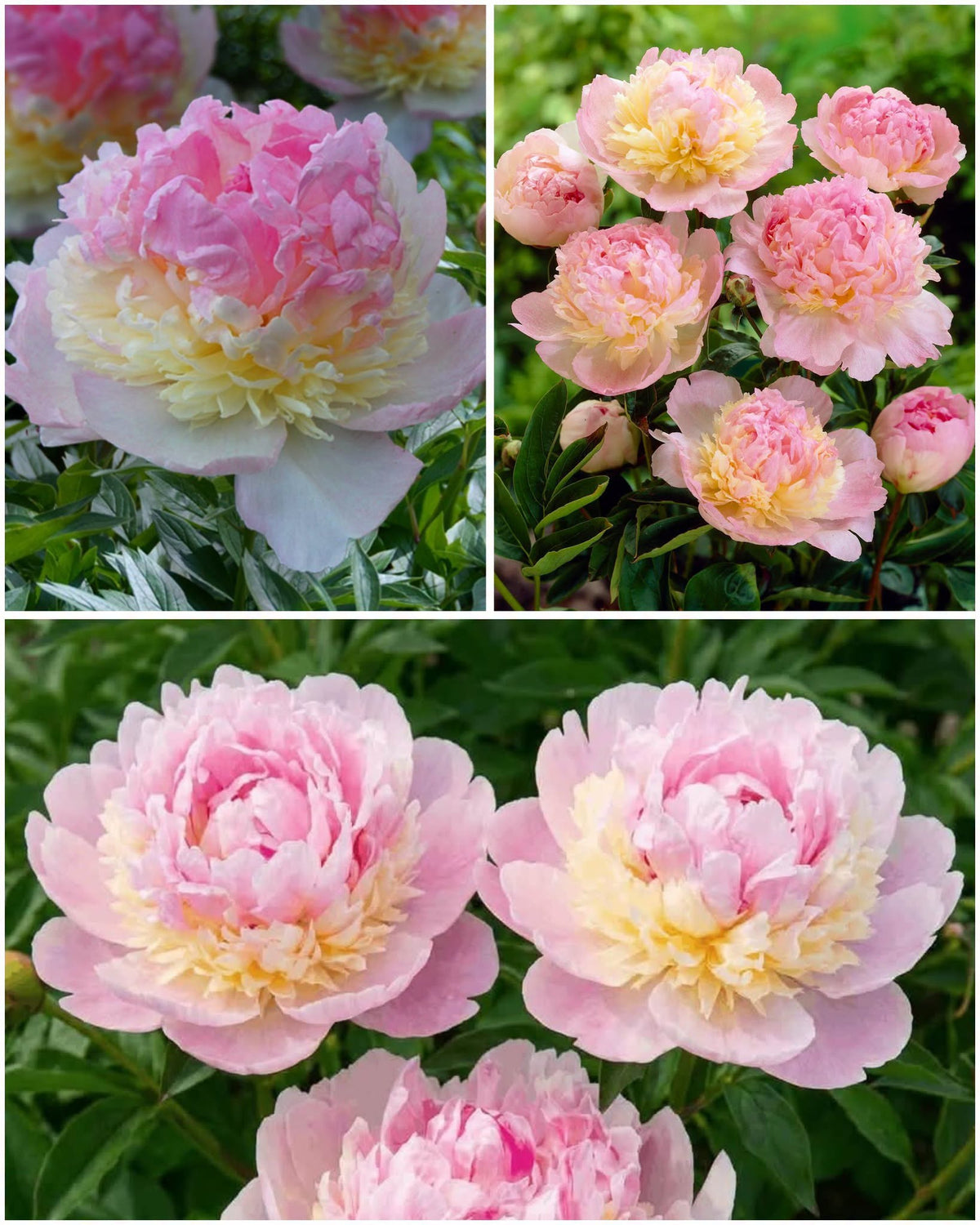 Paeonia 'Raspberry Sundae' – Luksuslik topeltõieline pompoonpojengi juur (Eeltellimine)