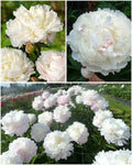Paeonia 'Shirley Temple' – Parim lõikelill pulmadeks, täidisõielise pojengi juur (Eeltellimine)