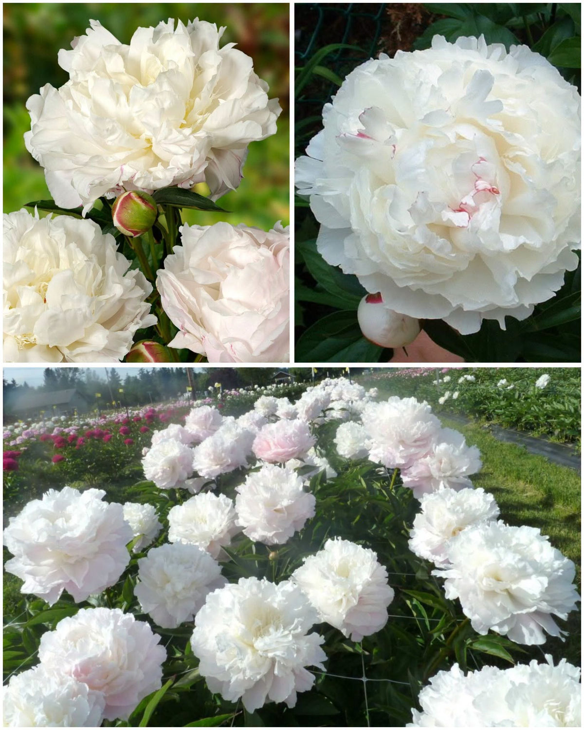 Paeonia 'Shirley Temple' – Parim lõikelill pulmadeks, täidisõielise pojengi juur (Eeltellimine)