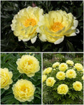 Paeonia Itoh 'Smith Family Yellow' – puhas kuldkollane pooltäidisõieline Itoh pojengi juur (ettetellimine)