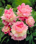 Pojeng 'Sorbet' (Paeonia lactiflora) – Eeltellimisel lillemugul (tarne sügisel)