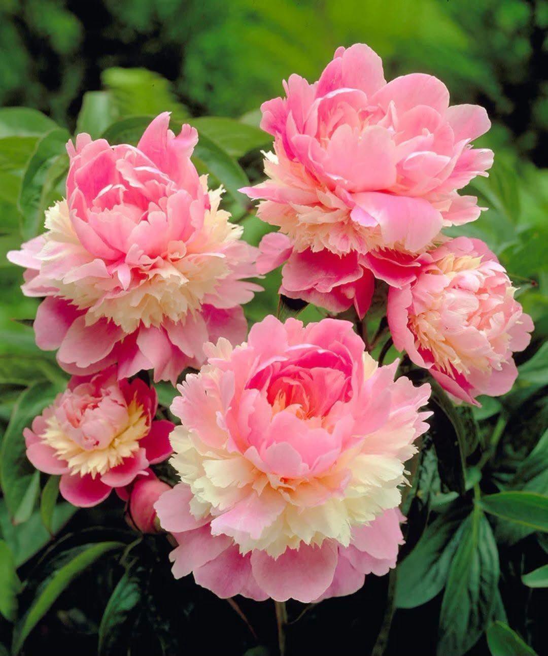 Pojeng 'Sorbet' (Paeonia lactiflora) – Eeltellimisel lillemugul (tarne sügisel)