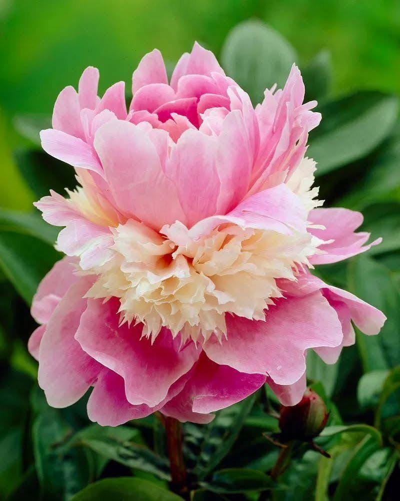 Pojeng 'Sorbet' (Paeonia lactiflora) – Eeltellimisel lillemugul (tarne sügisel)