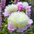Paeonia 'Touch of Class' – elegantne sirelililla-roosa Jaapani pojengi juurestik (ettatellimine)
