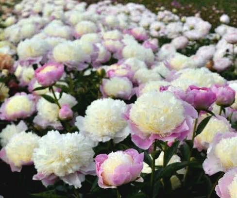 Paeonia 'Touch of Class' – elegantne sirelililla-roosa Jaapani pojengi juurestik (ettatellimine)
