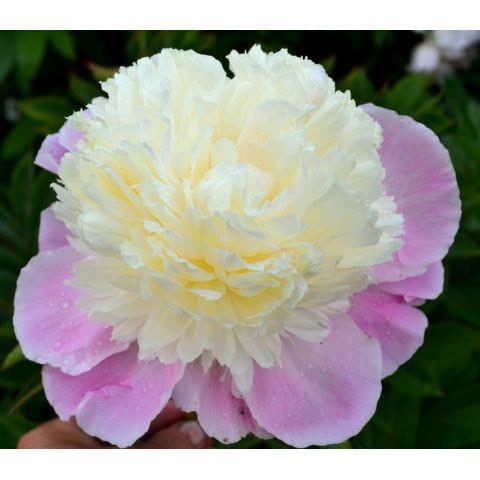 Paeonia 'Touch of Class' – elegantne sirelililla-roosa Jaapani pojengi juurestik (ettatellimine)