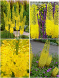 Eremurus 'Bungei Stenophyllus' – Rebasheina (eeltellimus)