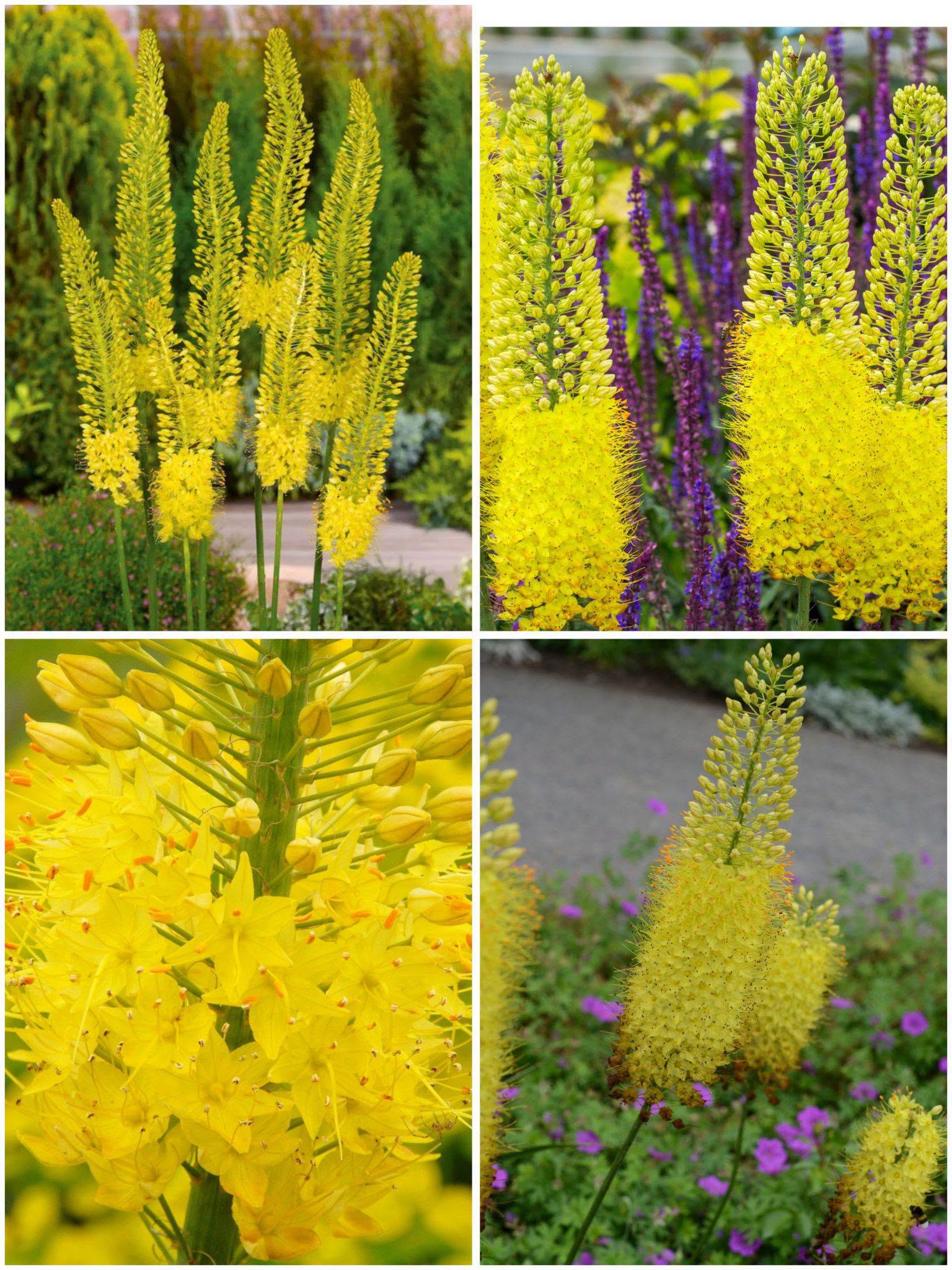 Eremurus 'Bungei Stenophyllus' – Rebasheina (eeltellimus)