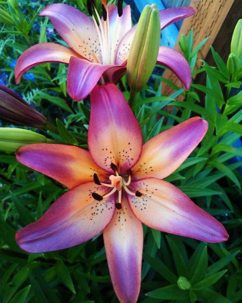Royal Sunset Bicolour LA Hybrid Lily Bulbs 14/16 - Pack of 5 | Spring 2027 Pre-order