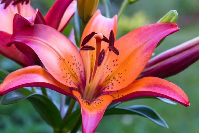 Royal Sunset Bicolour LA Hybrid Lily Bulbs 14/16 - Pack of 5 | Spring 2027 Pre-order