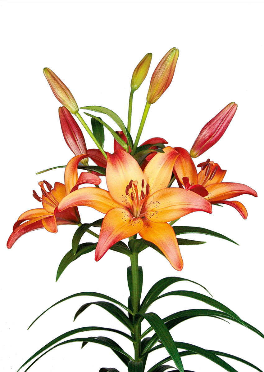 Royal Sunset Bicolour LA Hybrid Lily Bulbs 14/16 - Pack of 5 | Spring 2027 Pre-order