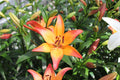 Royal Sunset Bicolour LA Hybrid Lily Bulbs 14/16 - Pack of 5 | Spring 2027 Pre-order