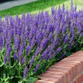 Salvia nemorosa 'Mainacht' – tumelilla metssalvei (ettetellimine)