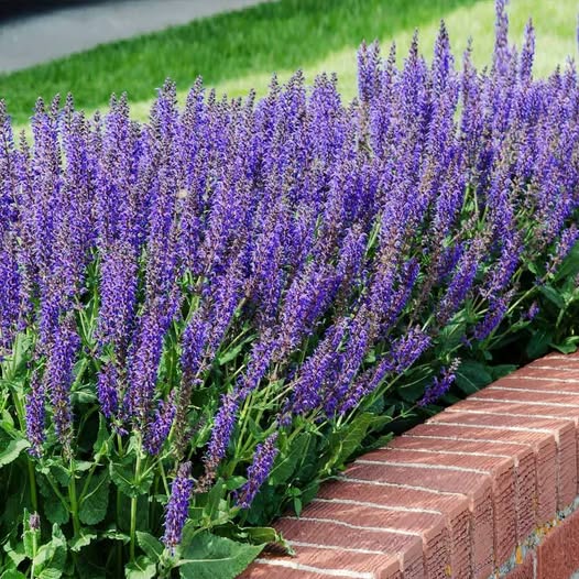 Salvia nemorosa 'Mainacht' – tumelilla metssalvei (ettetellimine)