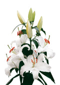 Siberia White Oriental Lily Bulbs 14/16 - Pack of 5 | Spring 2027 Pre-order
