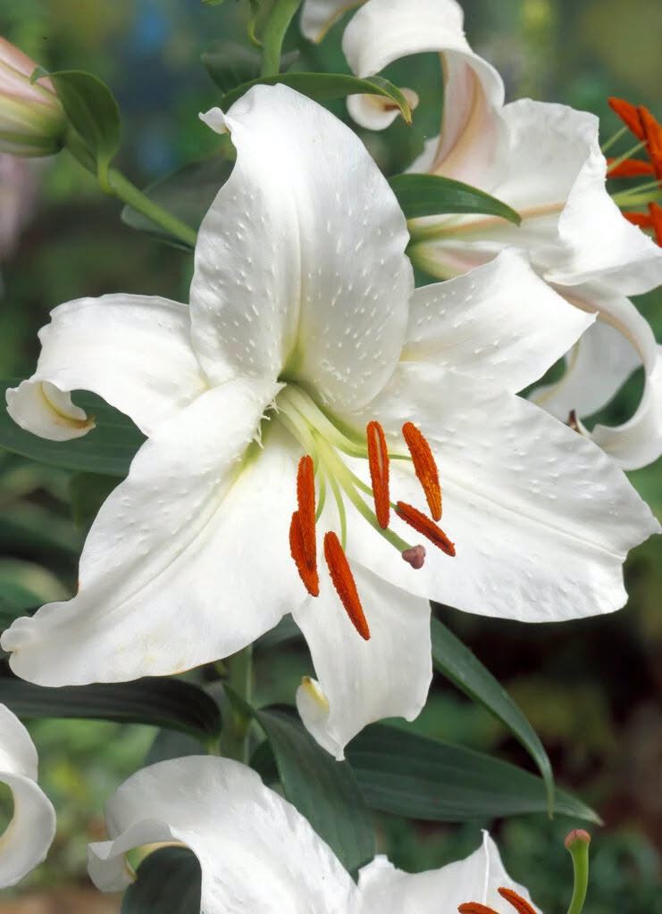 Siberia White Oriental Lily Bulbs 14/16 - Pack of 5 | Spring 2027 Pre-order