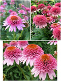 Purpur-siilkübar (Echinacea 'Butterfly Kisses')