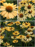 Echinacea 'Aloha' – Coneflower