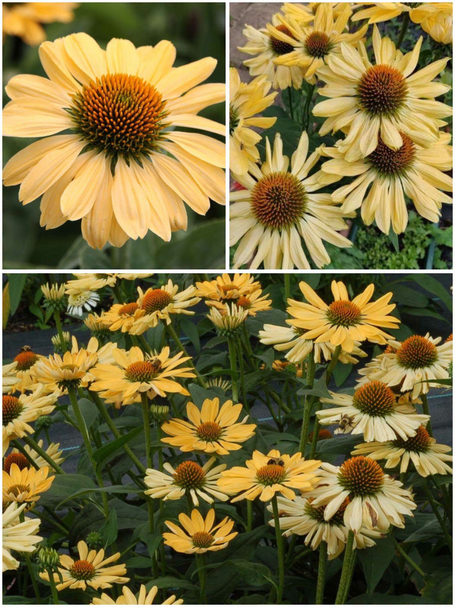 Echinacea 'Aloha' – Coneflower