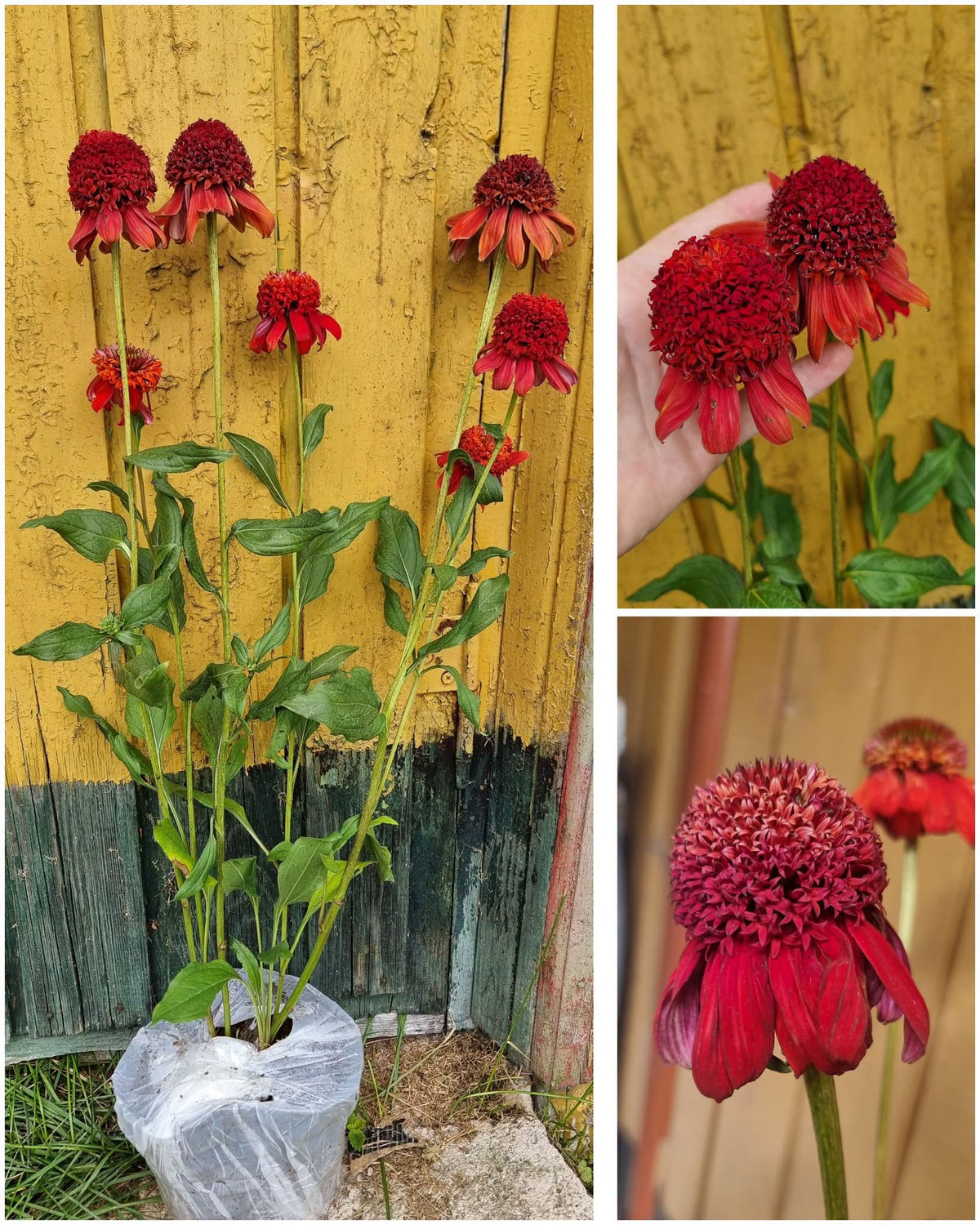 Echinacea 'Eccentric' – Vivid Red Scarlet Double Coneflower (C2)