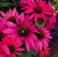 Echinacea 'Glowing Dream' - Coral Pink Coneflower (Pre-order)