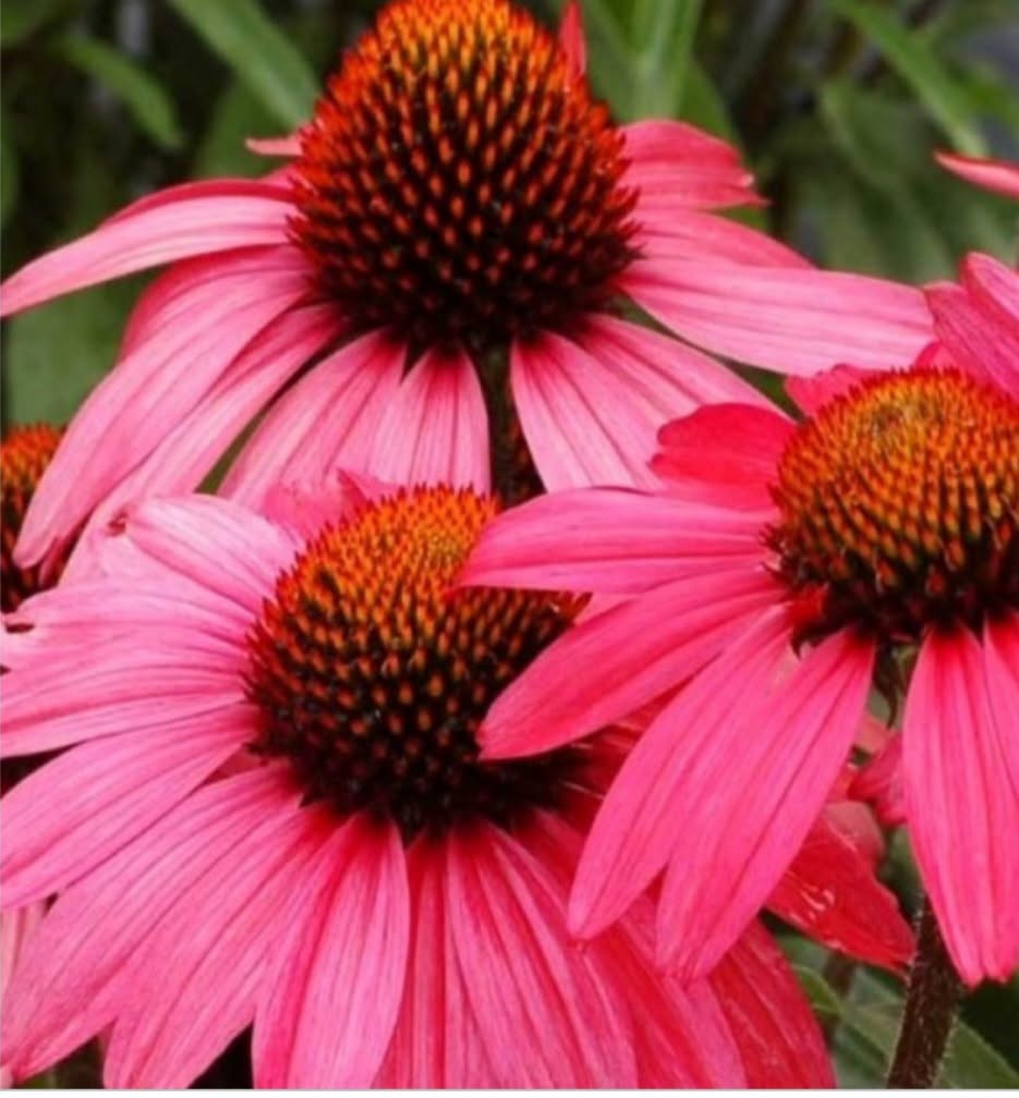 Echinacea 'Glowing Dream' - Coral Pink Coneflower (Pre-order)