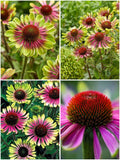 Echinacea 'Green Twister' - Lime Green and Pink Coneflower (Pre-order)
