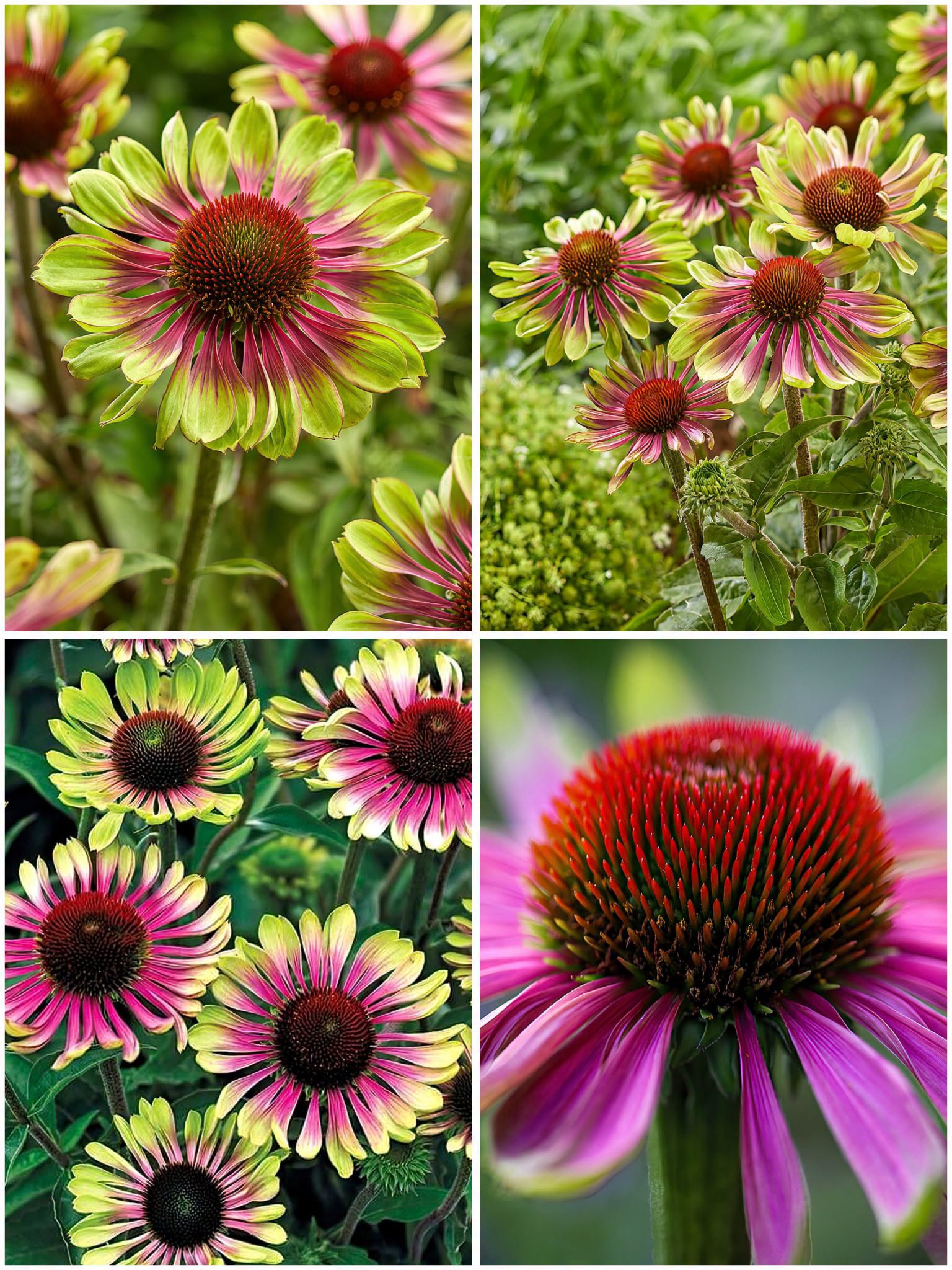 Echinacea 'Green Twister' - Lime Green and Pink Coneflower (Pre-order)